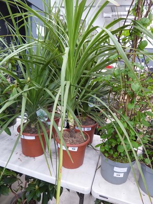 Lot 4175 - Large Cordyline