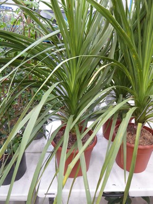 Lot 4176 - Large Cordyline
