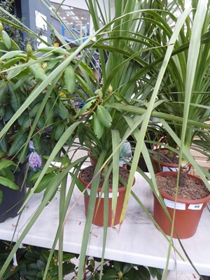 Lot 4177 - Large Cordyline