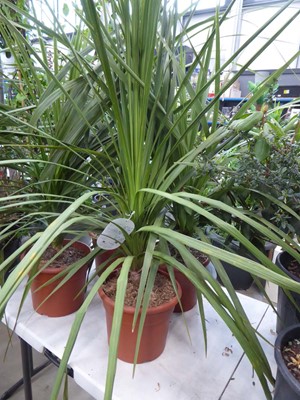 Lot 4178 - Large Cordyline