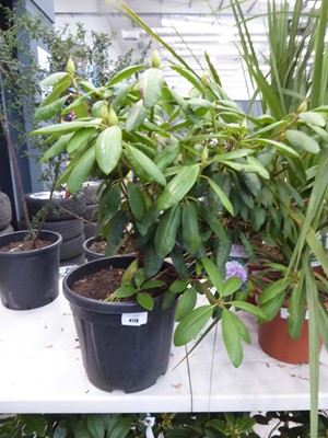 Lot 4179 - Large potted Rhododendron