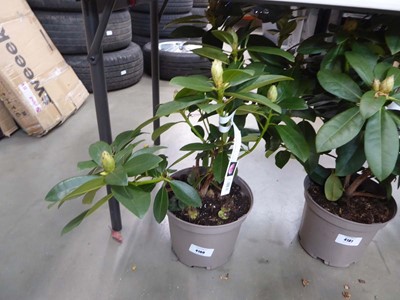 Lot 4180 - Potted Albert Schweitzer Rhododendron