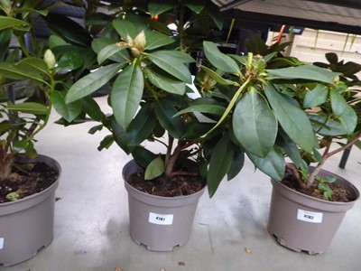 Lot 4181 - Potted Albert Schweitzer Rhododendron