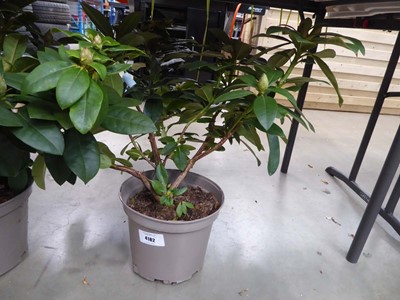 Lot 4182 - Potted Albert Schweitzer Rhododendron