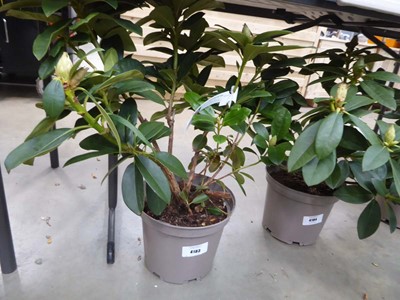 Lot 4183 - Potted Albert Schweitzer Rhododendron