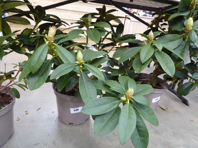 Lot 4184 - Potted Albert Schweitzer Rhododendron
