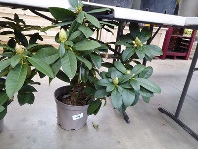 Lot 4185 - Potted Albert Schweitzer Rhododendron