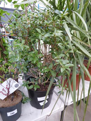 Lot 4188 - Potted Asmamthus