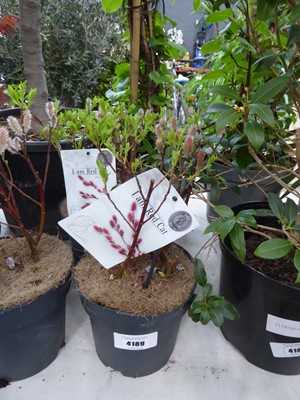 Lot 4189 - Salix Mount Aso