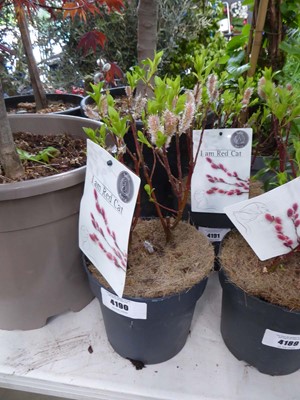 Lot 4190 - Salix Mount Aso