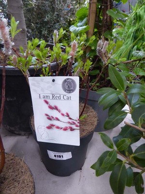 Lot 4191 - Salix Mount Aso