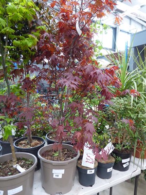 Lot 4192 - Large potted Acer (Atropurpureum)