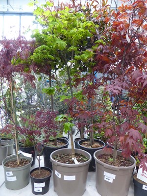 Lot 4193 - Large potted Acer (Herbseuer)