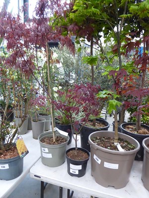 Lot 4194 - Potted Acer (Emperor)