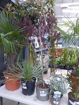 Lot 4195 - Potted Acer (Garnet)