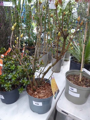 Lot 4196 - Rhododendron Mixtum