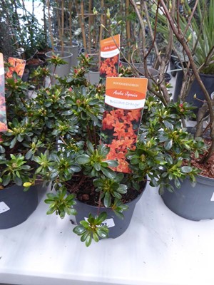 Lot 4197 - 2 potted Rhododendrons (Brilliant Orange)