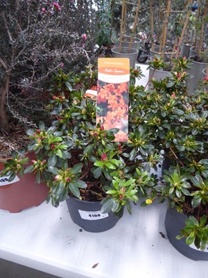 Lot 4198 - 2 potted Rhododendrons (Brilliant Orange)