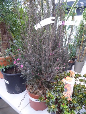 Lot 4199 - Potted Leptospermum