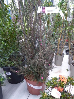 Lot 4200 - Potted Leptospermum