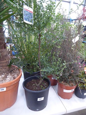 Lot 4201 - Ceanothus