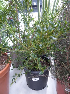 Lot 4202 - Ceanothus