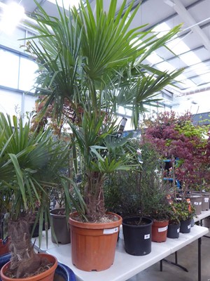 Lot 4203 - Large potted Trachycarpus (Fortunei)