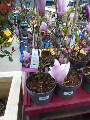 Lot 4204 - Magnolia (George Henry Kern)