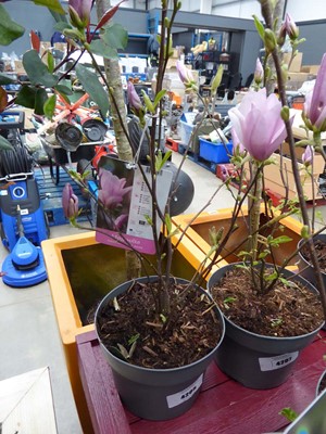 Lot 4205 - Magnolia (George Henry Kern)