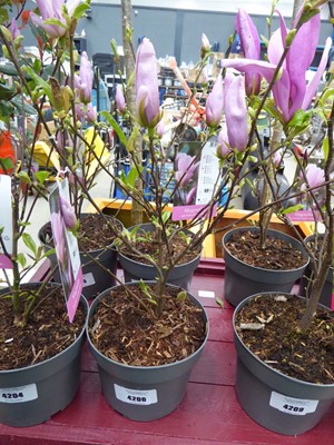 Lot 4206 - Magnolia (George Henry Kern)