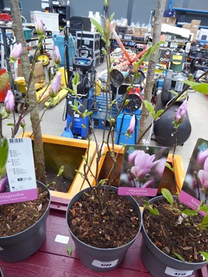 Lot 4208 - Magnolia (George Henry Kern)
