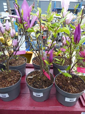 Lot 4209 - Magnolia (George Henry Kern)