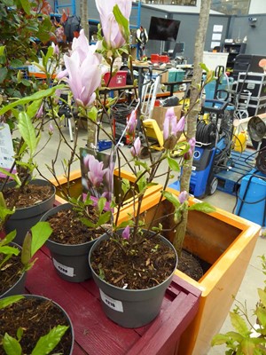 Lot 4210 - Magnolia (George Henry Kern)