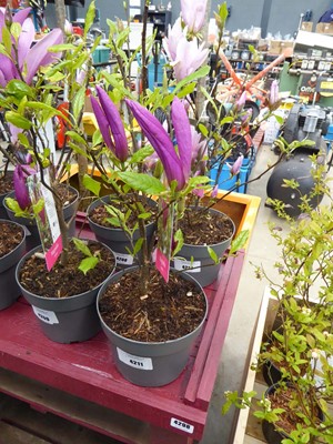Lot 4211 - Standard Thuja