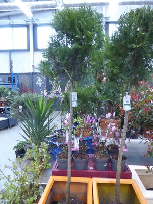 Lot 4212 - Standard Thuja