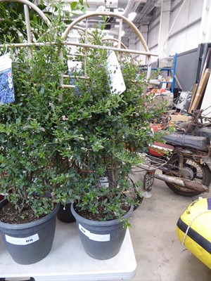 Lot 4214 - Trellis Cyanothus