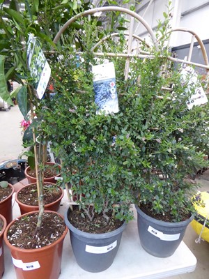 Lot 4215 - Trellis Cyanothus