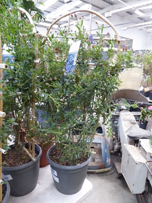 Lot 4216 - Trellis Cyanothus