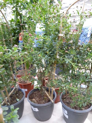 Lot 4217 - Trellis Cyanothus