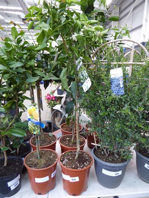 Lot 4218 - Manderino citrus Clemintine tree
