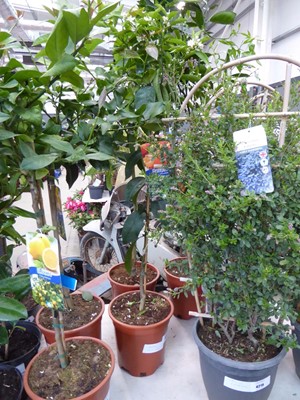 Lot 4219 - Manderino citrus Clemintine tree
