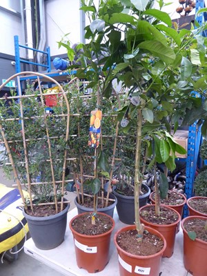 Lot 4220 - Orange tree