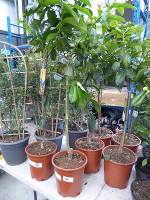 Lot 4221 - Citrus Medica exotic fruit tree
