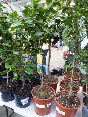 Lot 4222 - Lemon tree