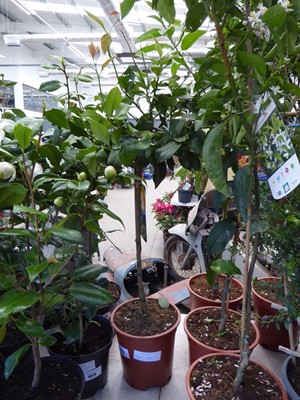 Lot 4223 - Lemon tree
