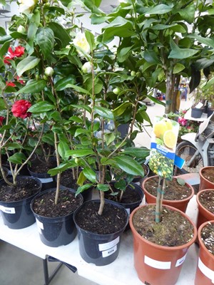 Lot 4224 - White flowered Camilia
