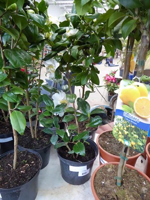Lot 4225 - White flowered Camilia