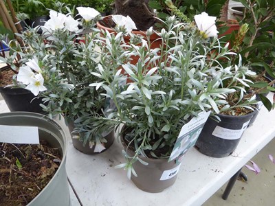 Lot 4145 - 2 Convolvulus Cneorum
