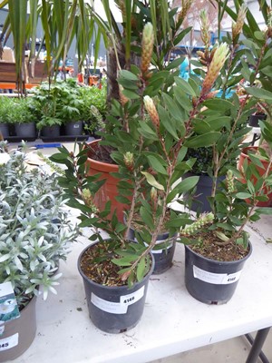 Lot 4146 - Large Bottlebrush