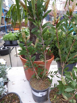 Lot 4147 - Large Bottlebrush